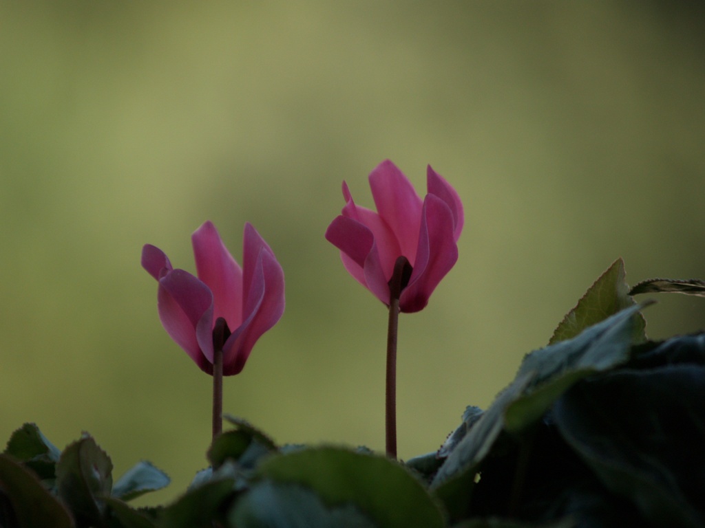 Fiore