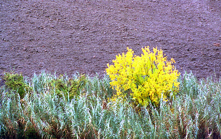 Autunno tra le canne