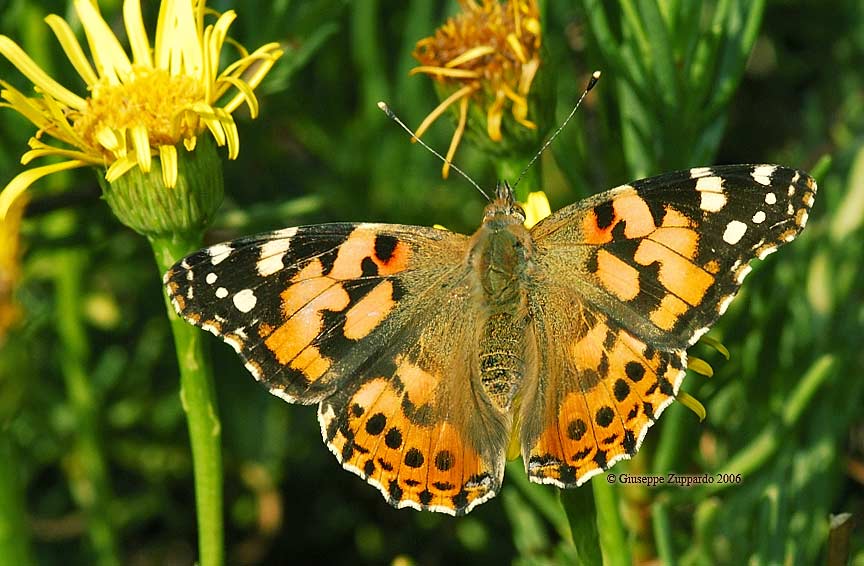 Cynthia cardui