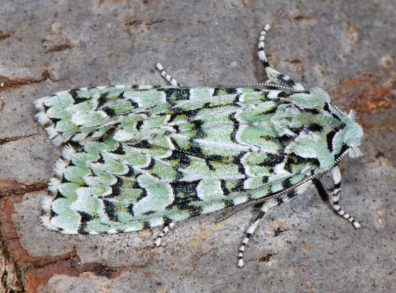 Dichonia aprilina