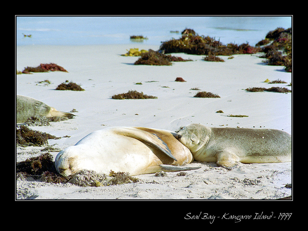 Australia - Seal Bay