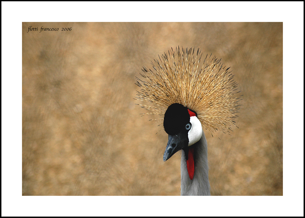 Al bioparco