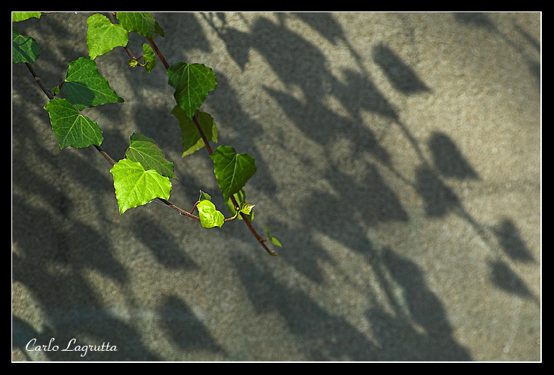 Foglie d'ombra