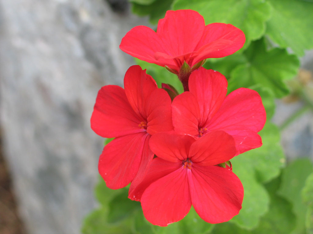 Geraneo Rosso