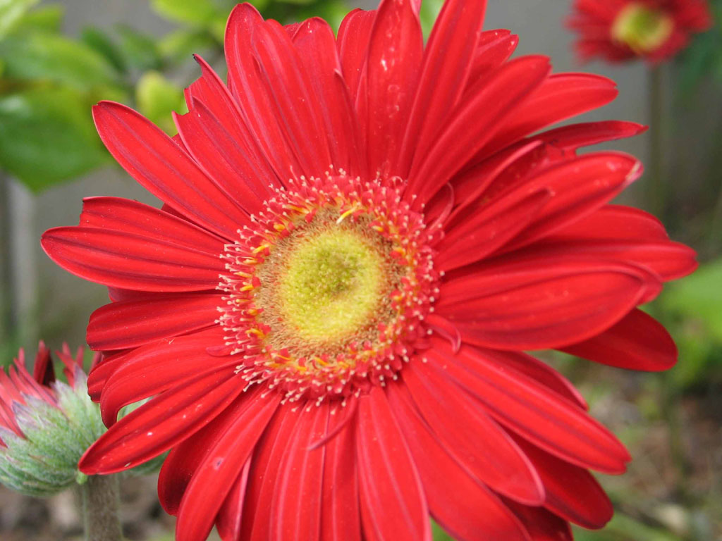 Marcherita rossa