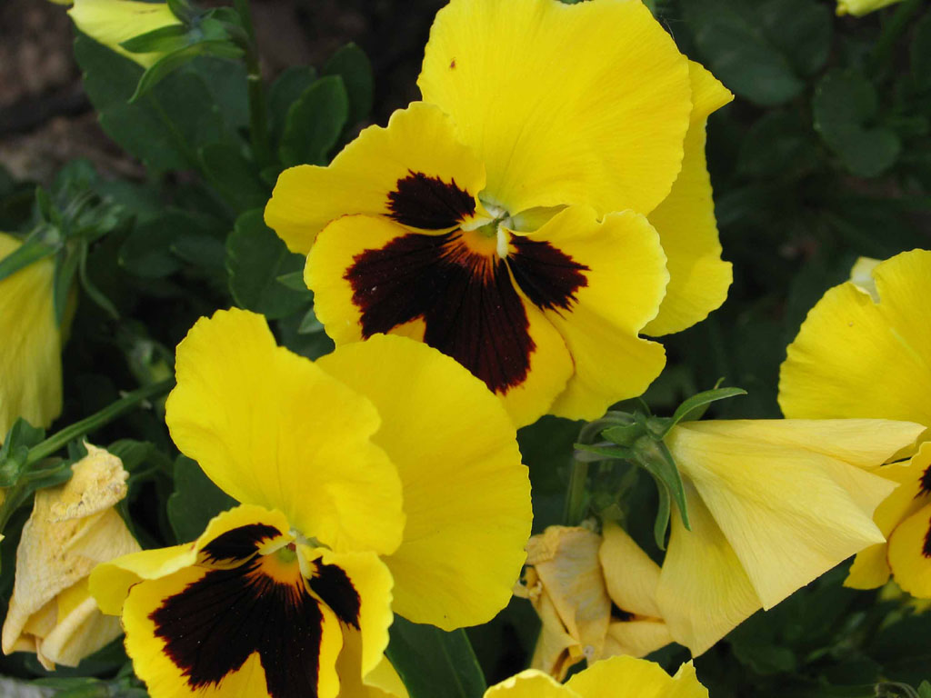 Fiori gialli