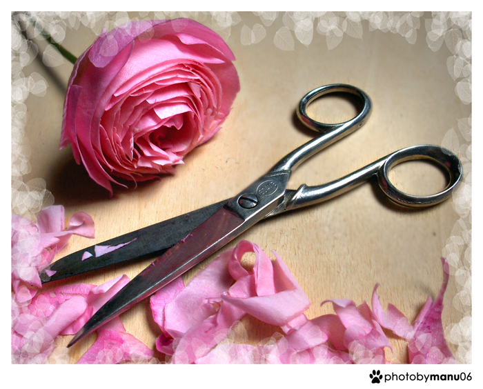 ...a "perfect" flower"?