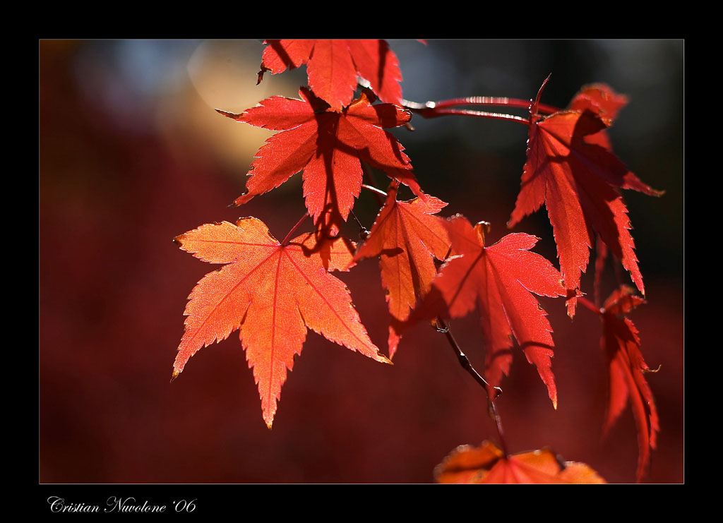 Foglie d'autunno 2