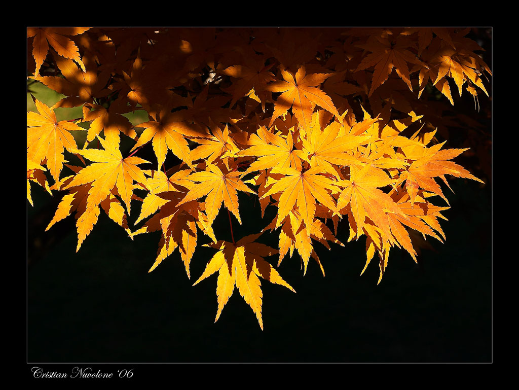 Foglie d'autunno 3