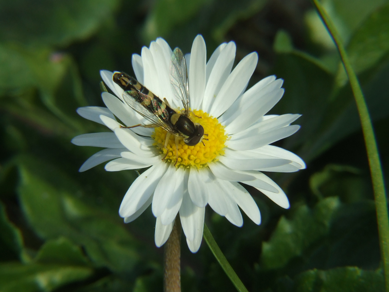 Macro2