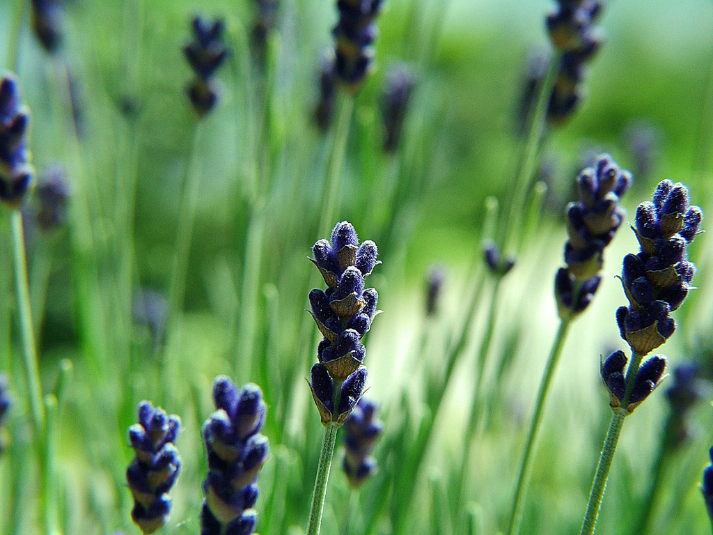 lavanda quasi in fiore