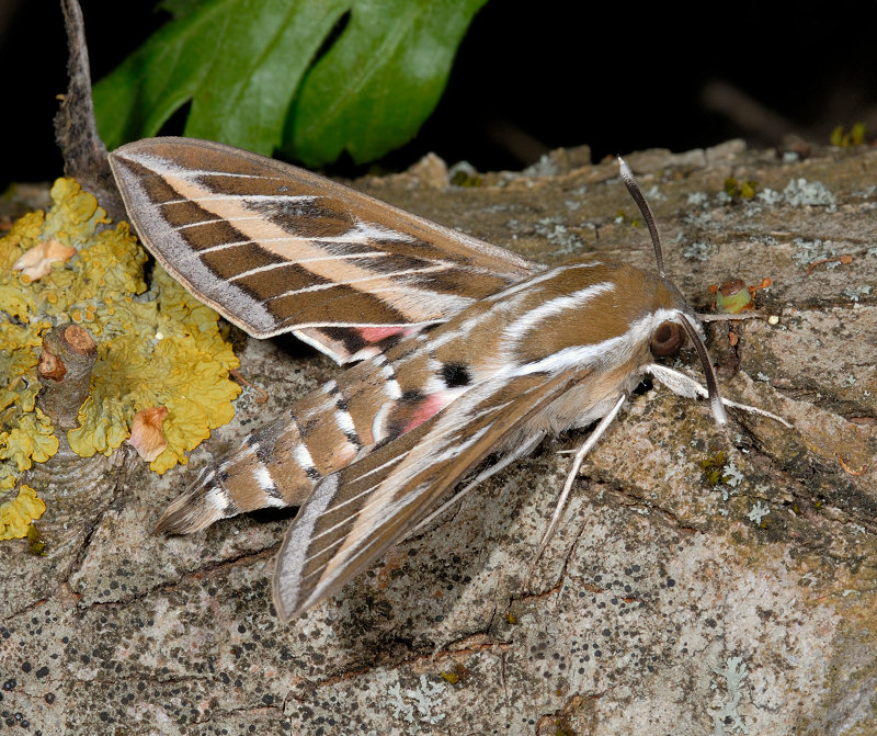 Hyles livornica