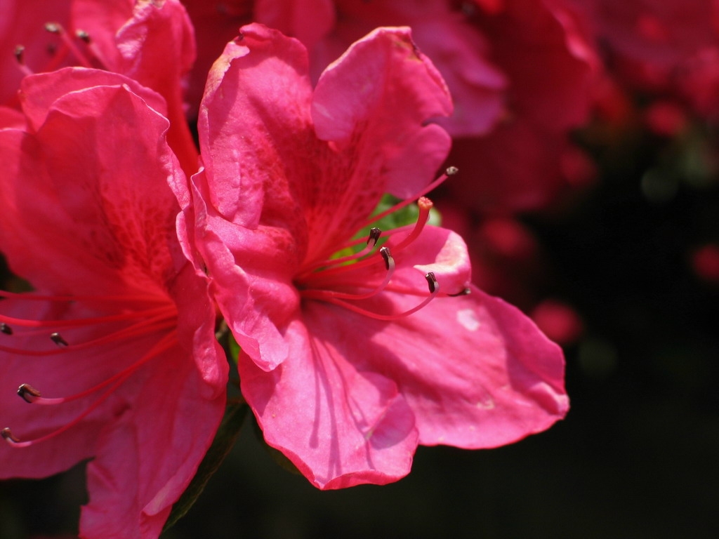 Un Fiore