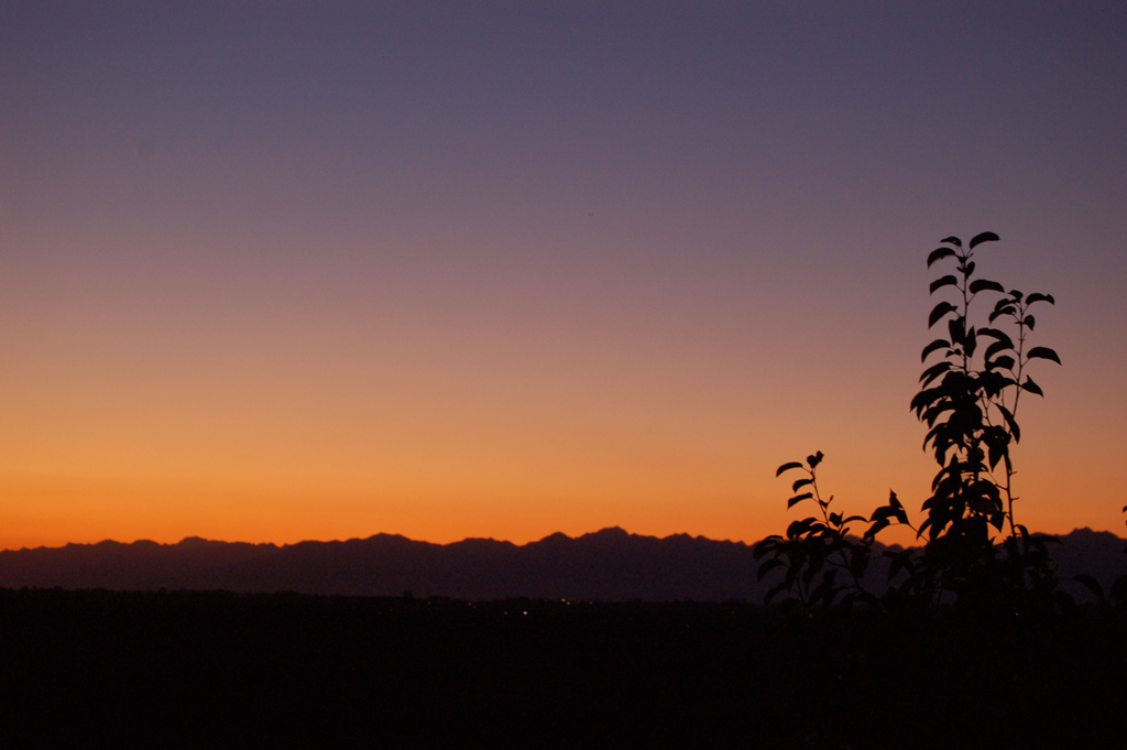 Piante controluce 2