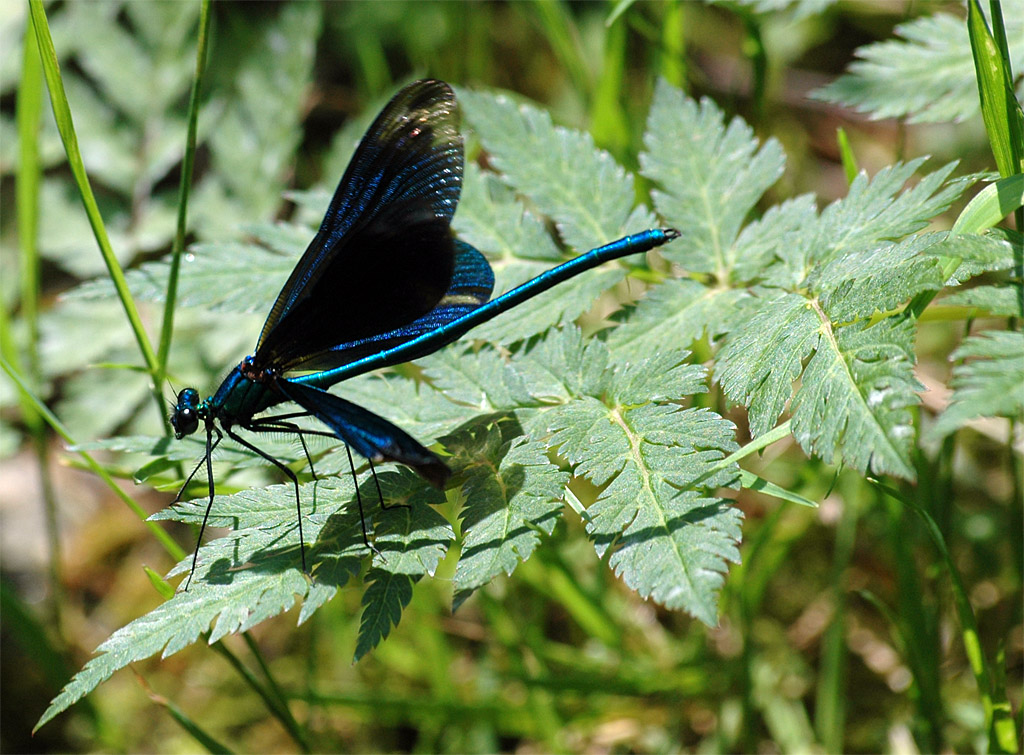 Libellula