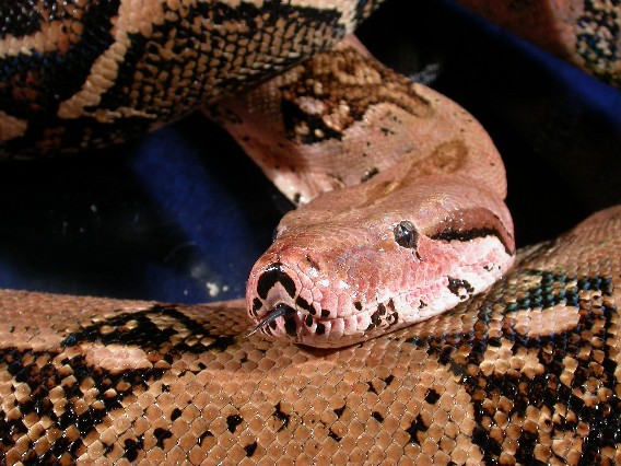 serpente
