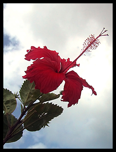 Fiore