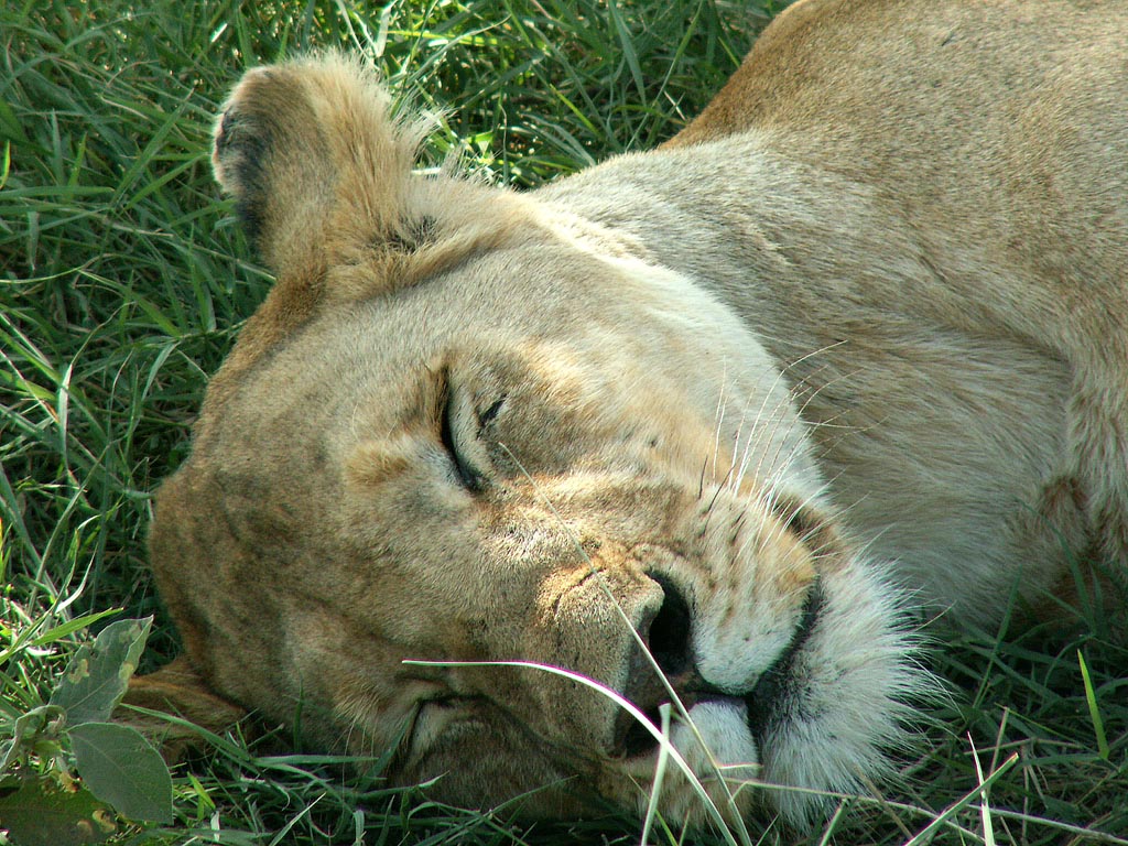 Leonessa al riposo