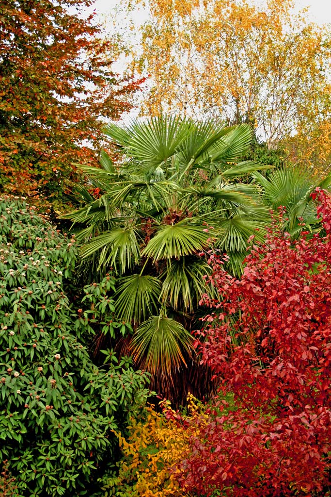Alberi & Colori