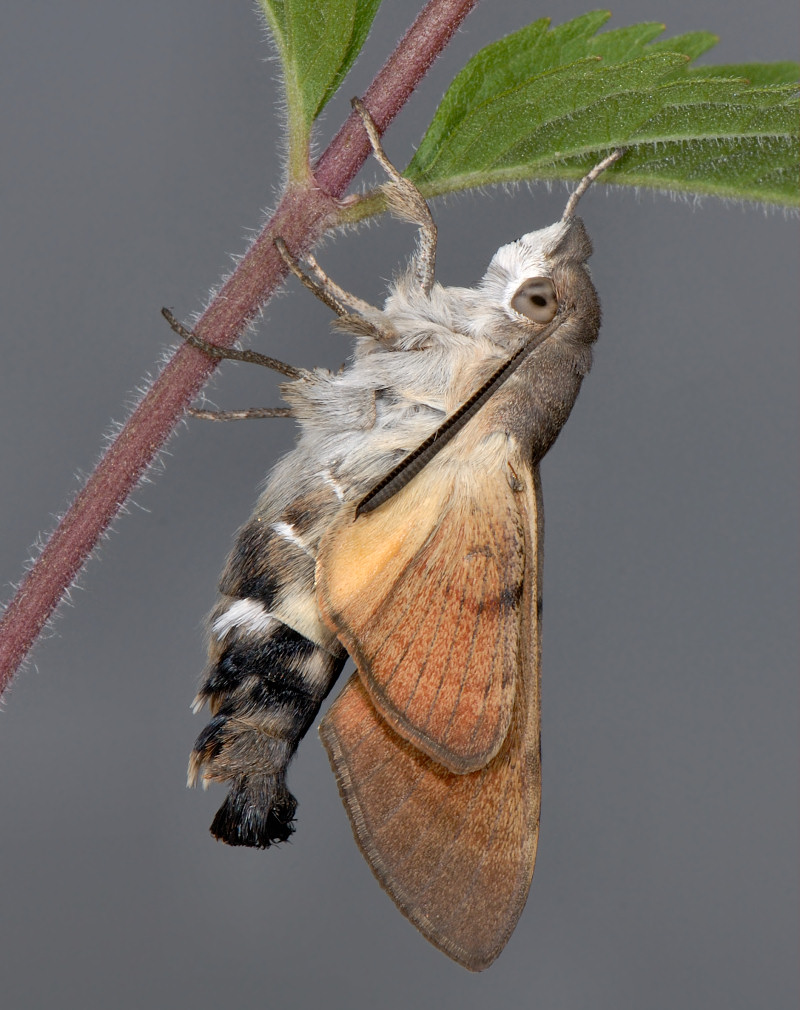 Macroglossum stellatarum appena nata