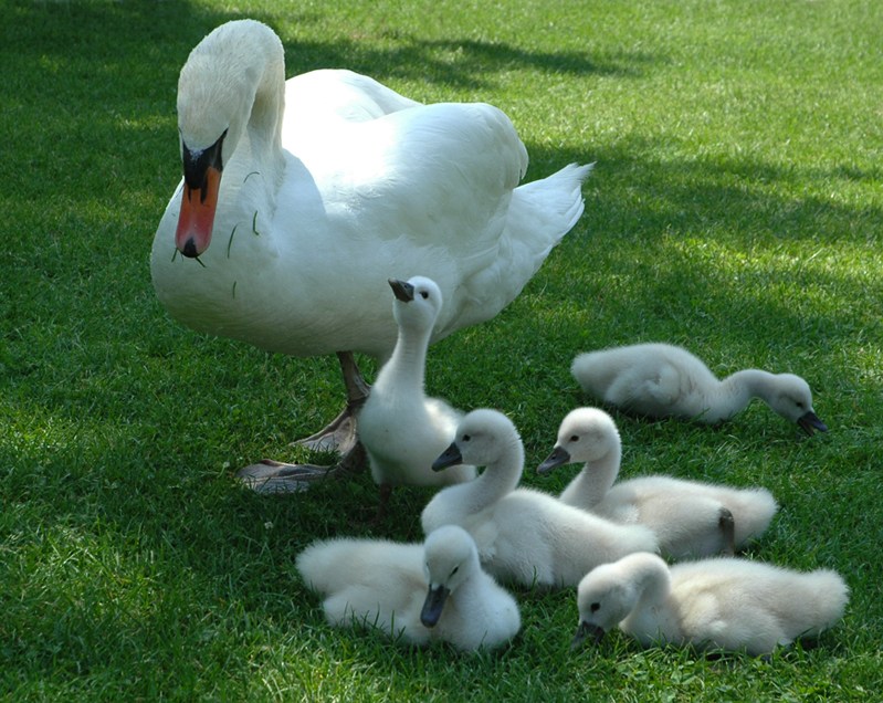 famiglia quasi perfetta ...