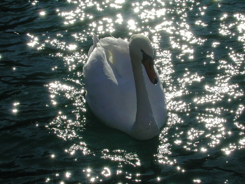 cigno in un lago incantato