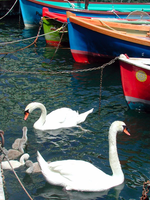 cigni in un lago di colori