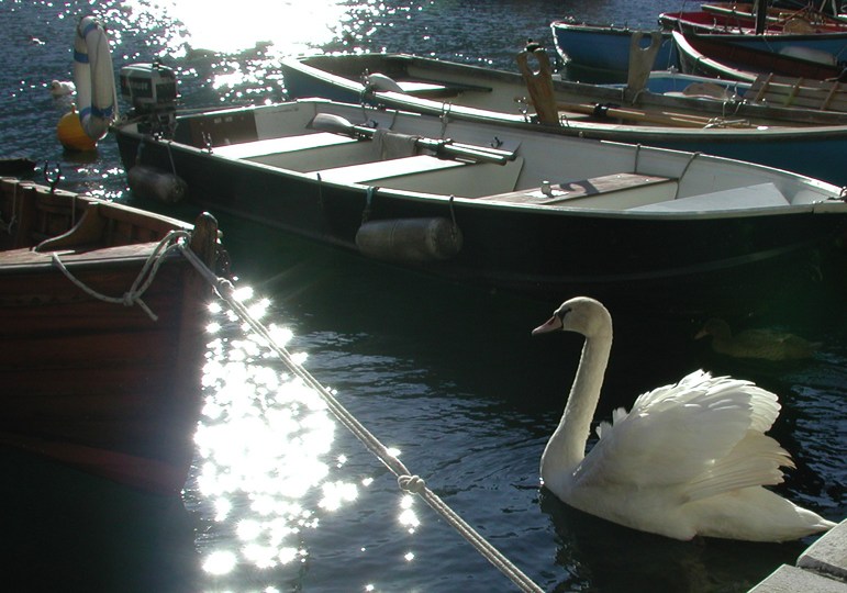 cigno tra le barche controsole