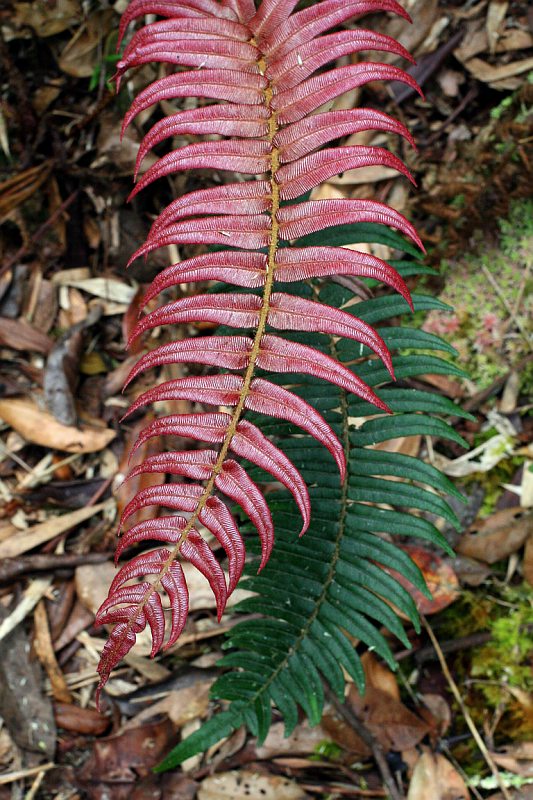 Foresta formas y colores 2