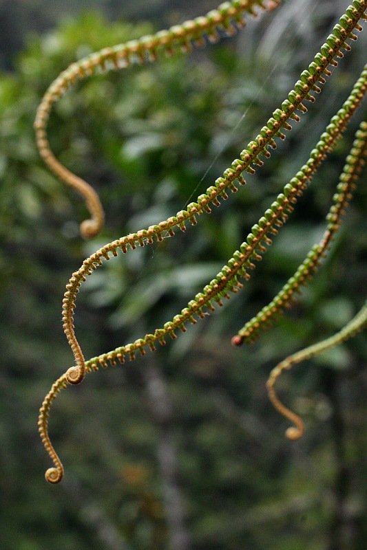 Foresta formas y colores 3