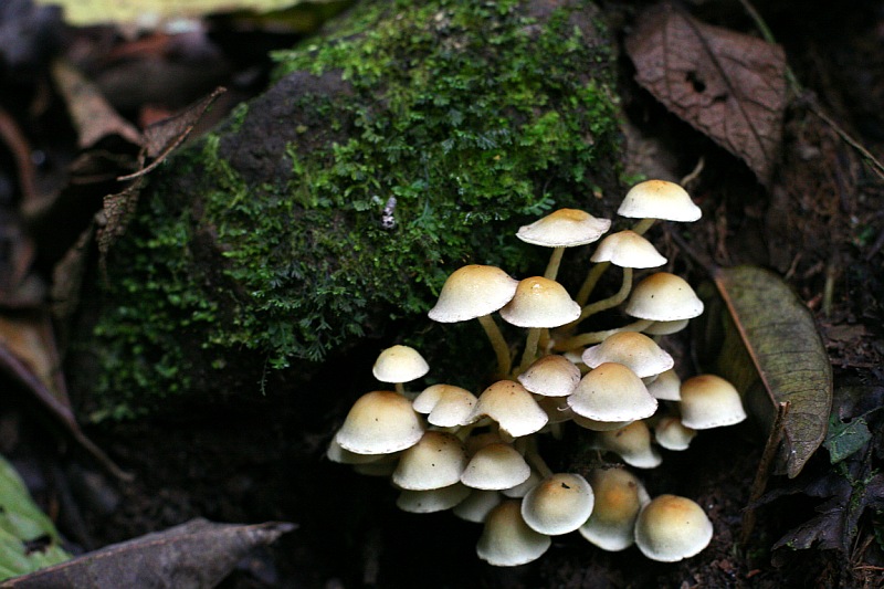 Foresta formas y colores 4