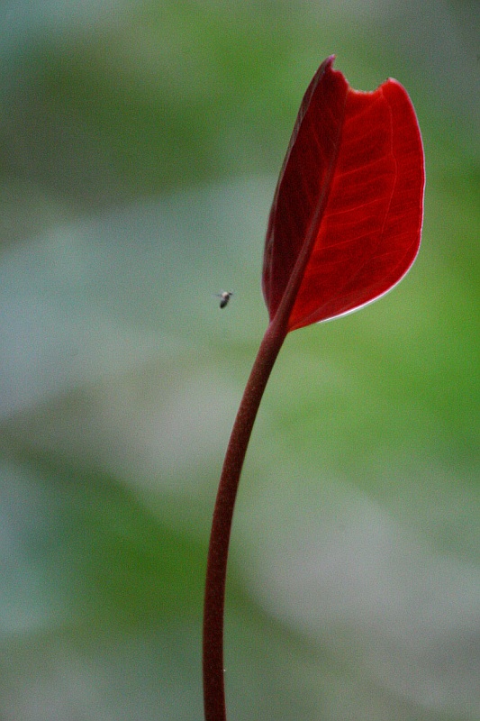 Foresta formas y colores 5