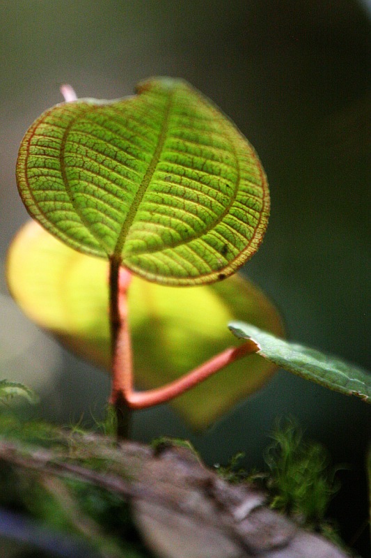 Foresta formas y colores 6