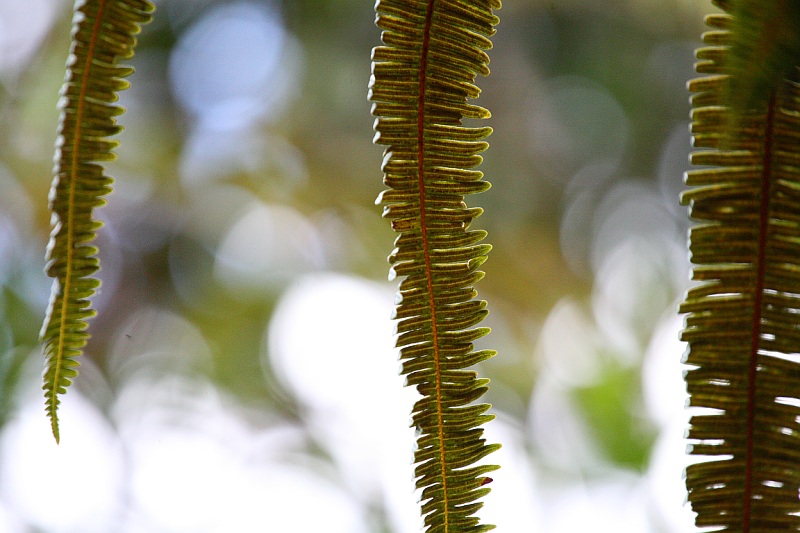 Foresta formas y colores 8