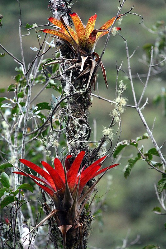 Foresta formas y colores 10