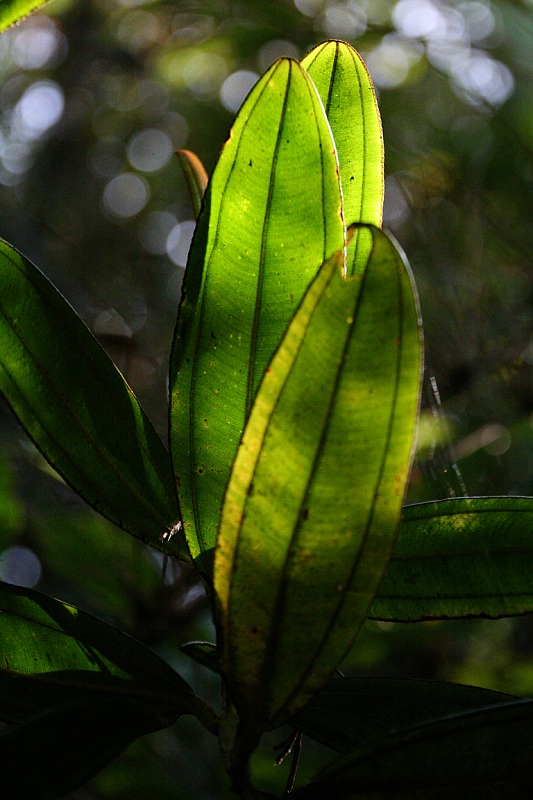 Foresta formas y colores 13