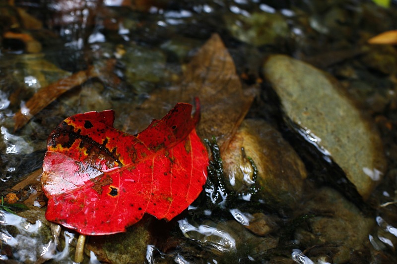 Foresta formas y colores 15