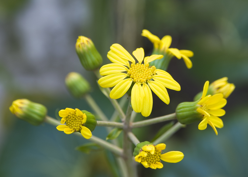 Fiori