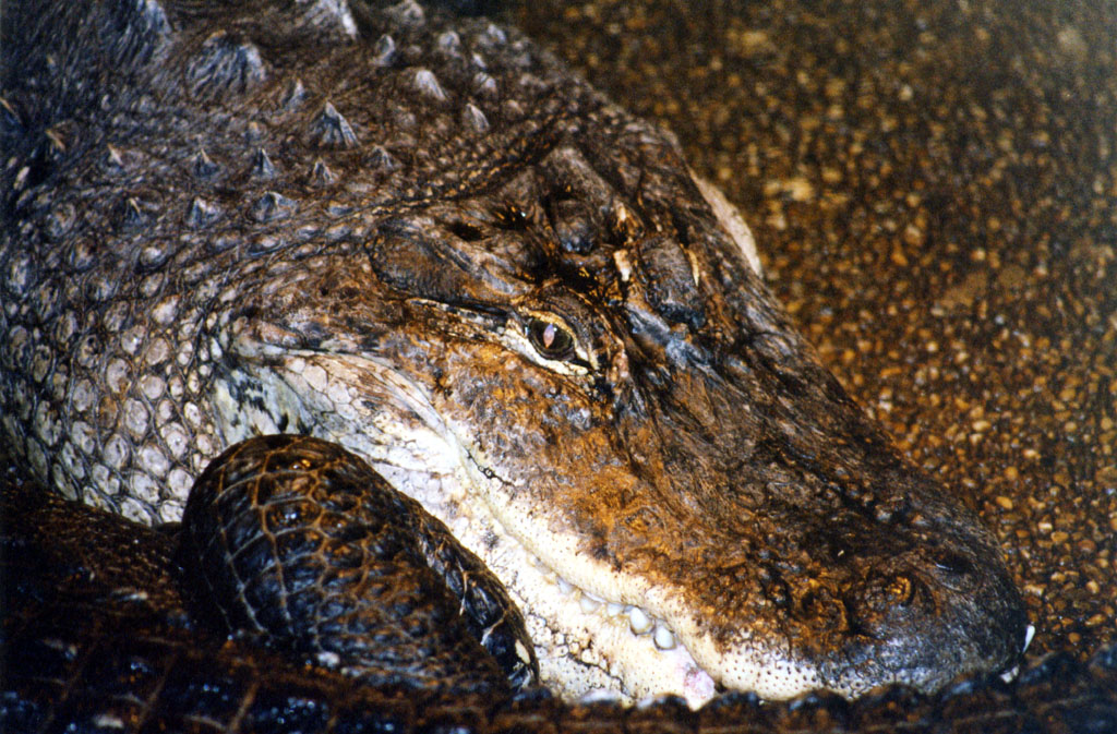 Coccodrillo