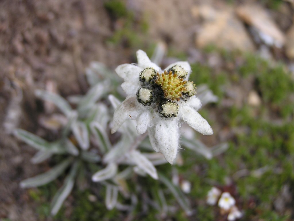 stella stellina