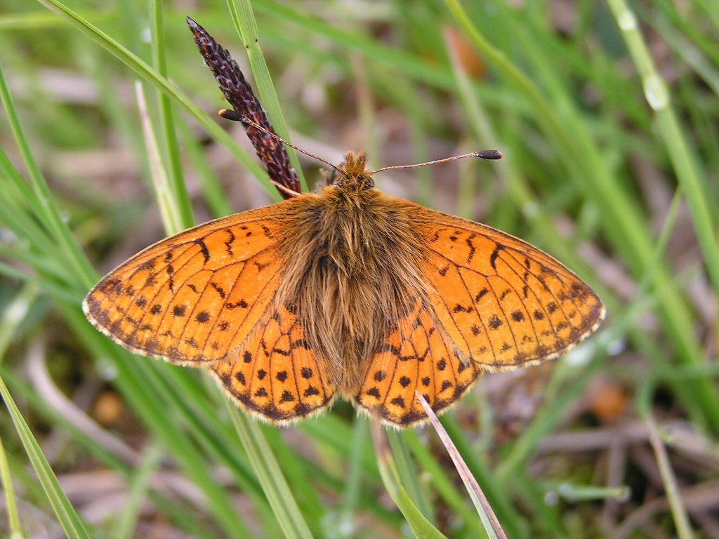 FARFALLA PELOSA