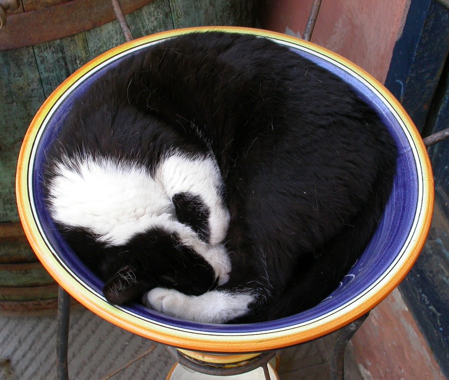 i gatti sanno vivere!!!