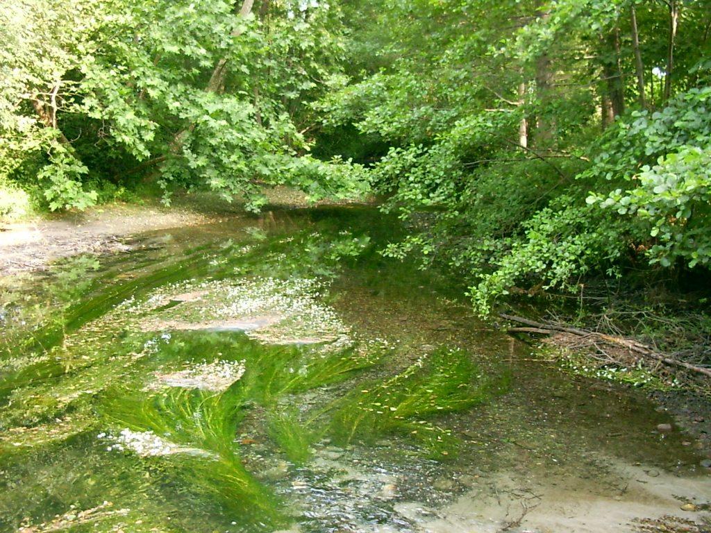 Tratto di un fiume - 005