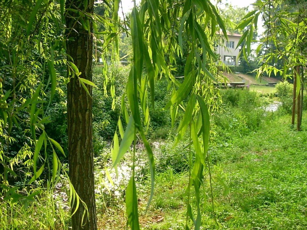 Tratto di un fiume - 006