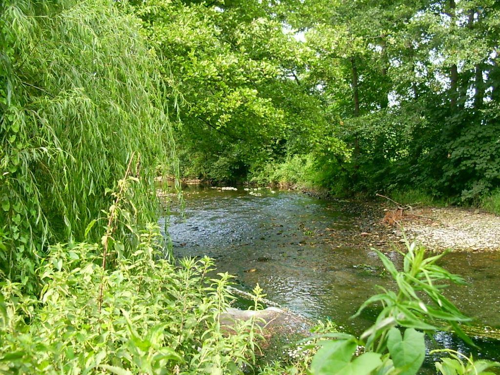 Tratto di un fiume - 007