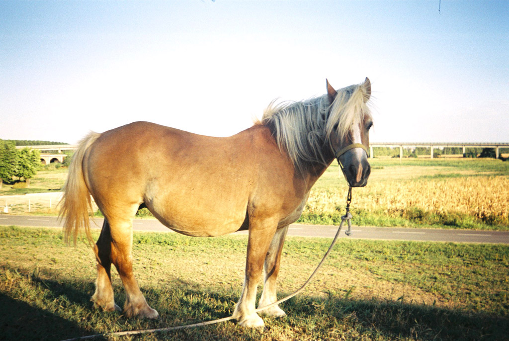 Cavallo