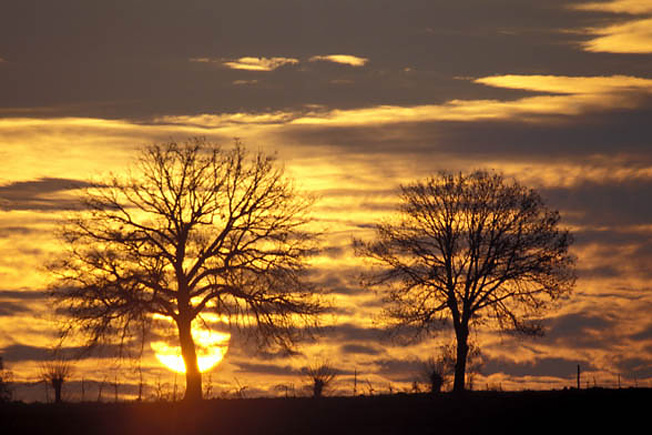 Alberi all'alba