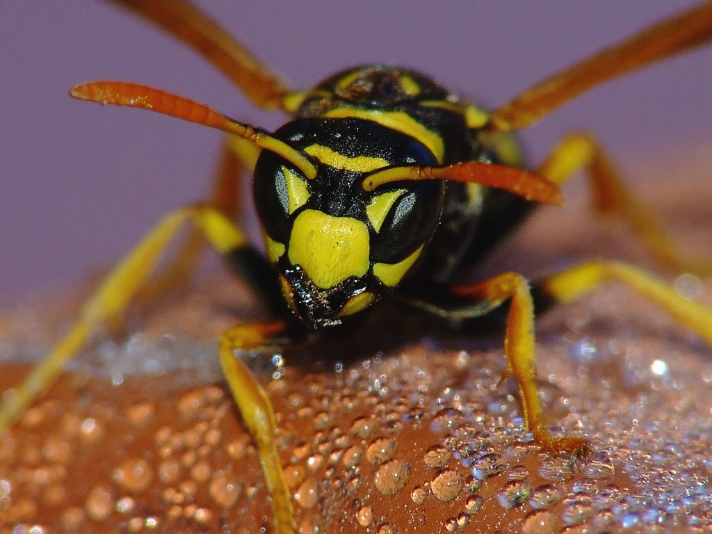 macro vespa
