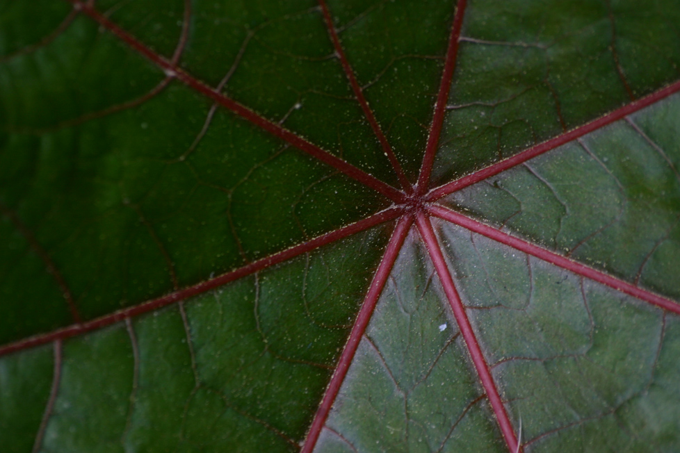 Ottagono colorato