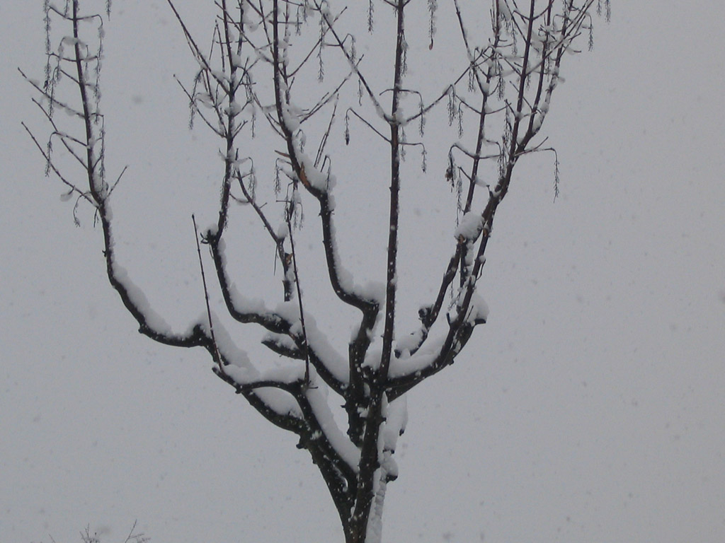 Nevica...